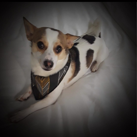 Meet your Posher, Robin - Picture 1 of 1